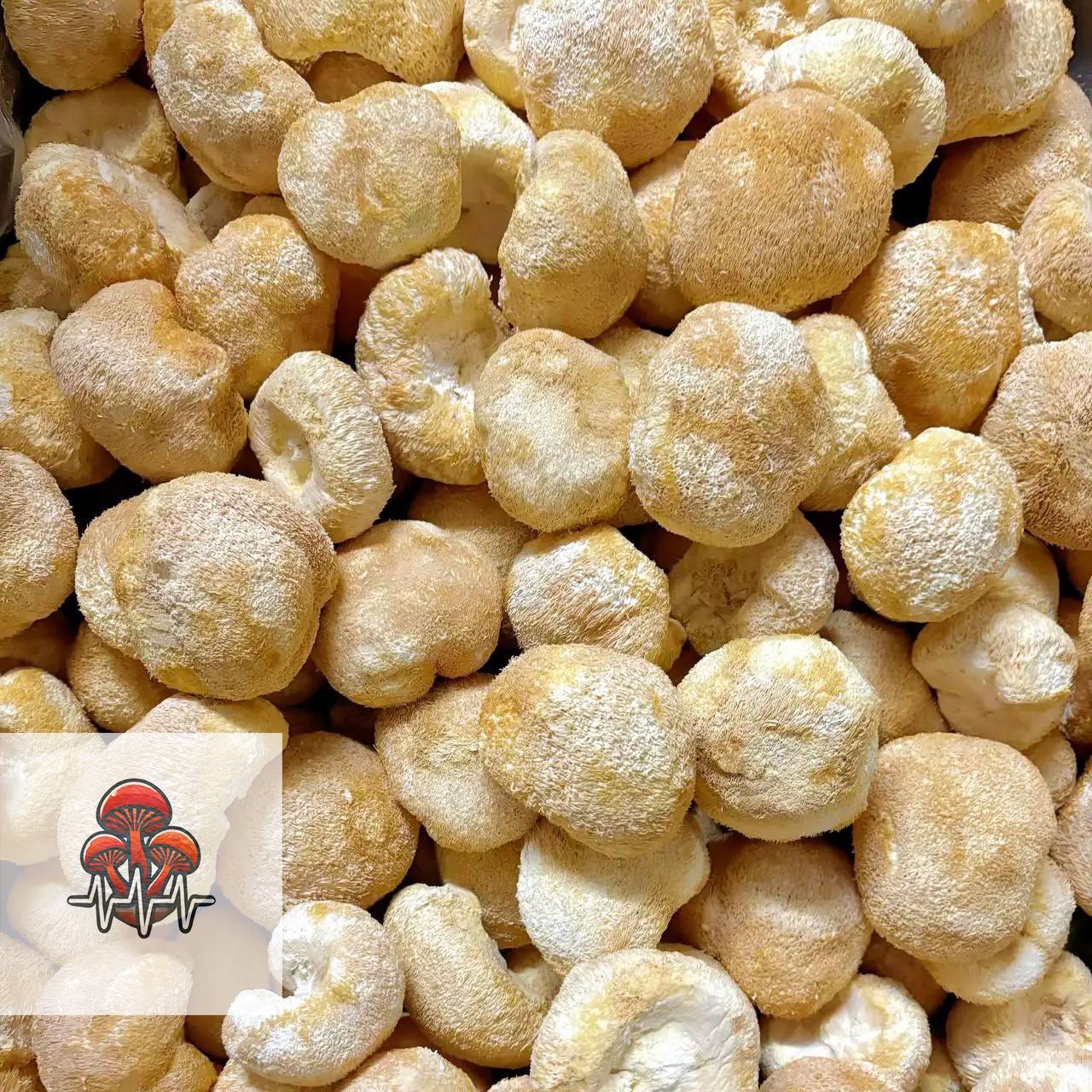 🌿 Organic Lion’s Mane Mushrooms – Nootropic Brain & Immune Support