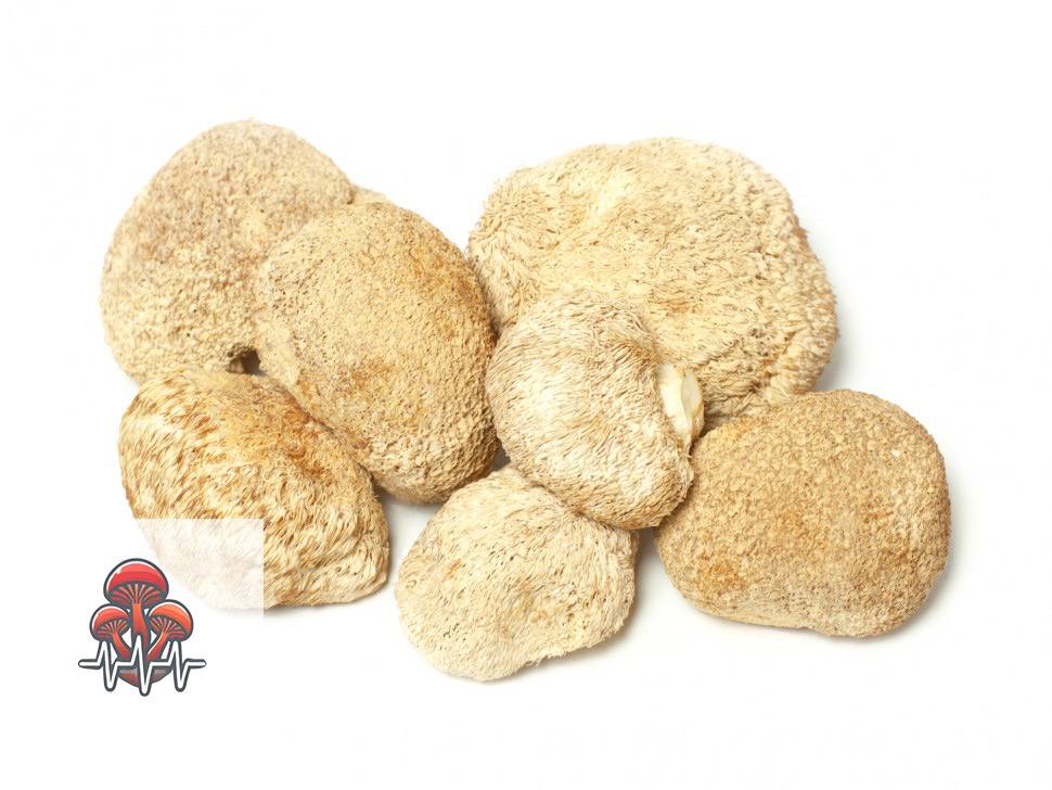 🌿 Organic Lion’s Mane Mushrooms – Nootropic Brain & Immune Support